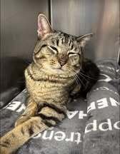 FERRET - Domestic Short Hair available for adoption