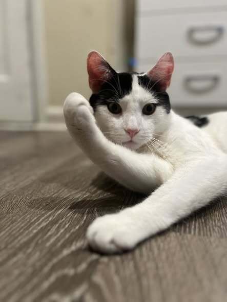 BIG BOY - Domestic Short Hair available for adoption