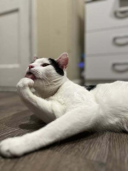 BIG BOY - Domestic Short Hair available for adoption