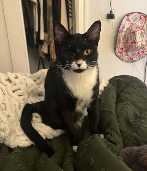 MILK - Domestic Short Hair available for adoption