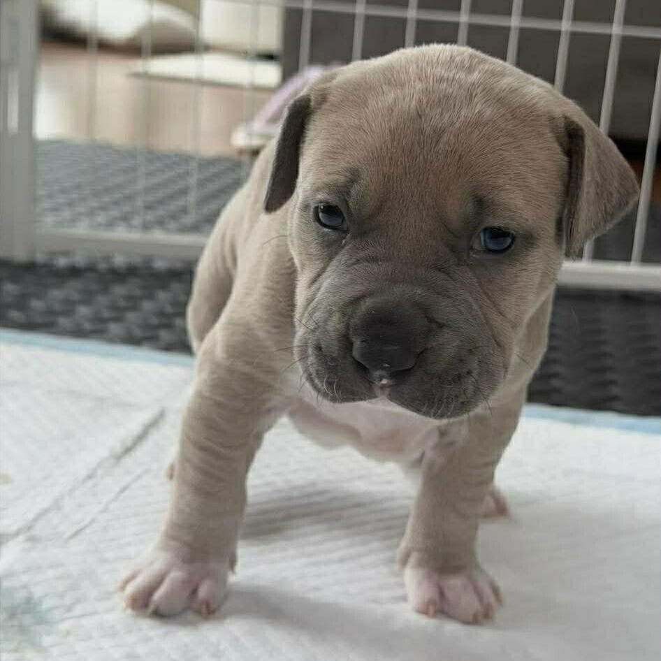 GATSBY (P) - Terrier available for adoption