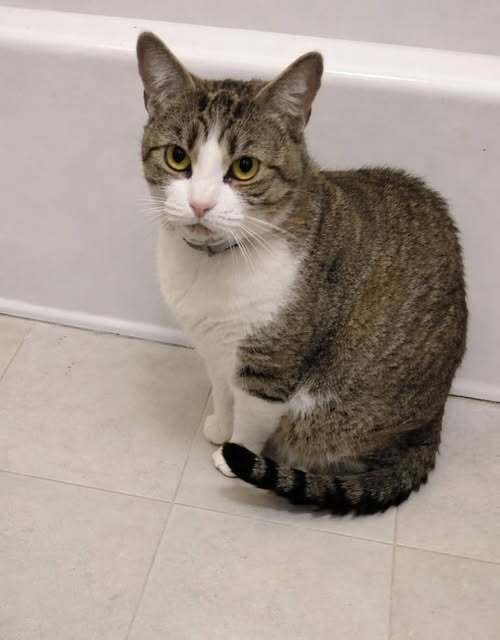 FRANKIE - Domestic Short Hair available for adoption