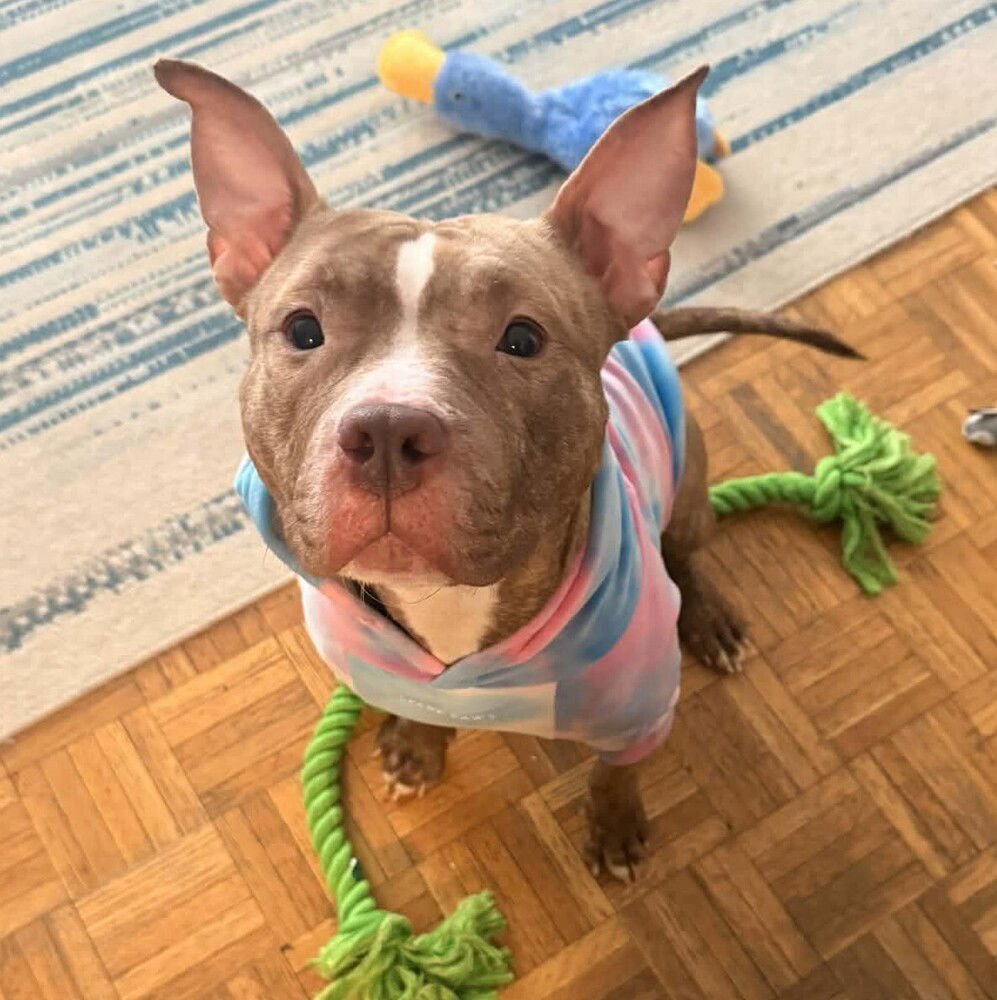 CALLIE RAIN - American Staffordshire Terrier / Terrier available for adoption