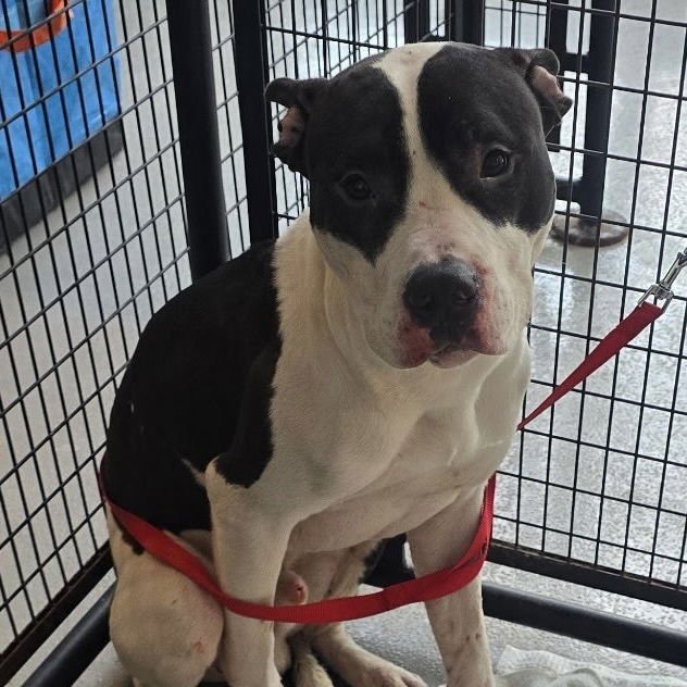 MOSES - American Staffordshire Terrier available for adoption