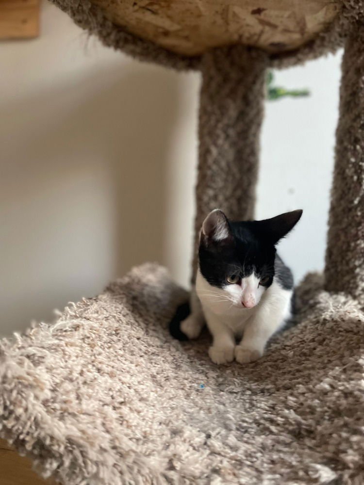 BENJI - Domestic Short Hair available for adoption