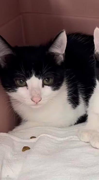 BENJI - Domestic Short Hair available for adoption