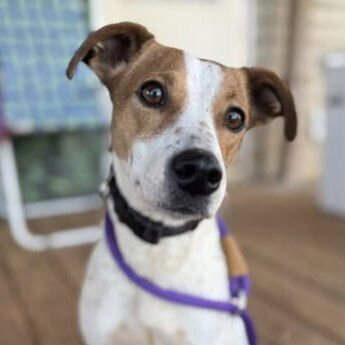 PICKLES - Terrier available for adoption