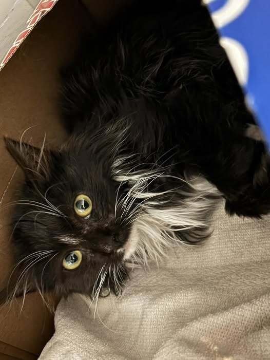 SYLVESTER - Domestic Short Hair available for adoption