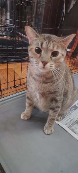 KATY - Domestic Short Hair available for adoption