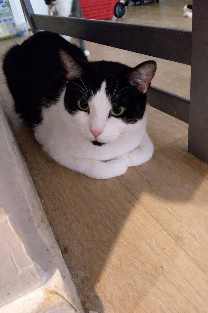 PRINCE - Domestic Short Hair available for adoption