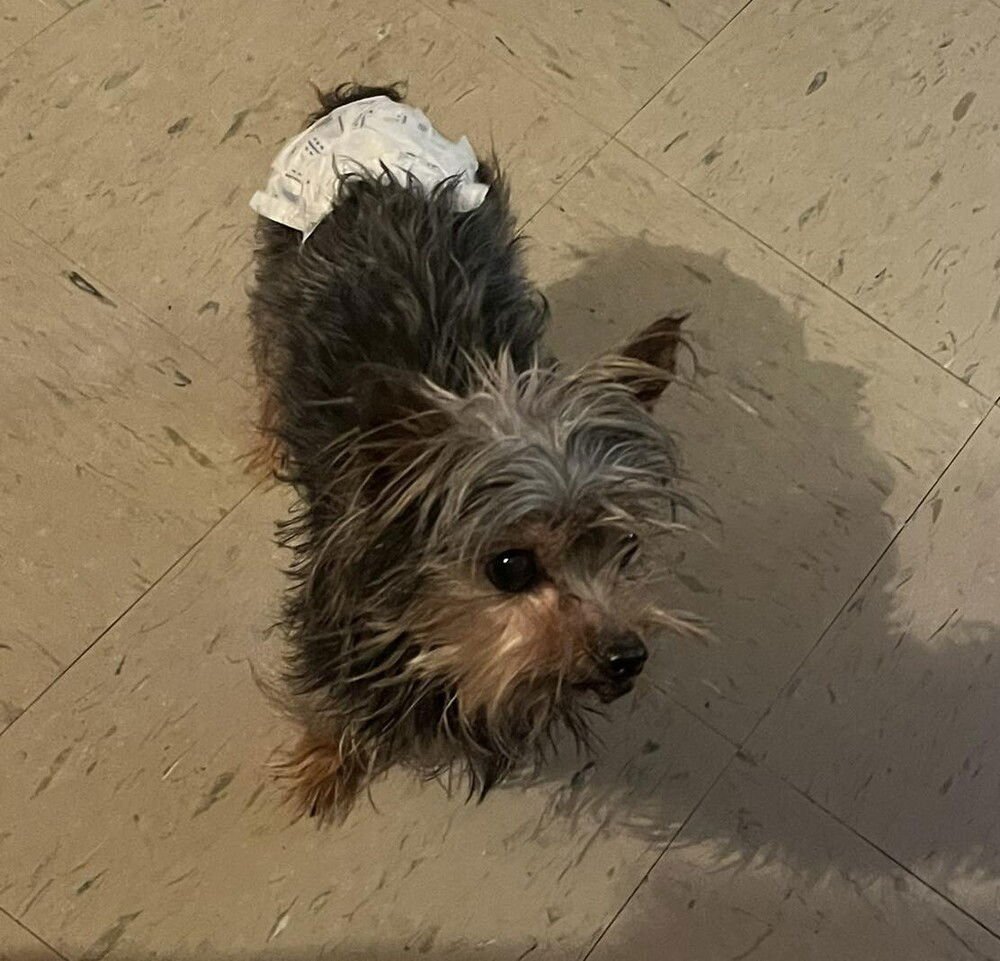 FAWN - Yorkshire Terrier Yorkie / Terrier available for adoption