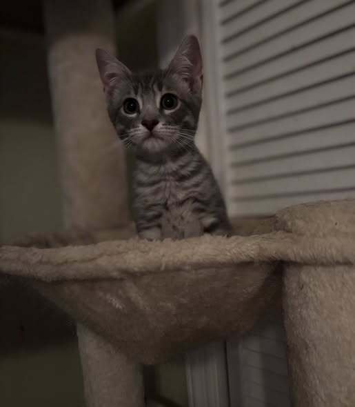 BRAD - Domestic Short Hair available for adoption