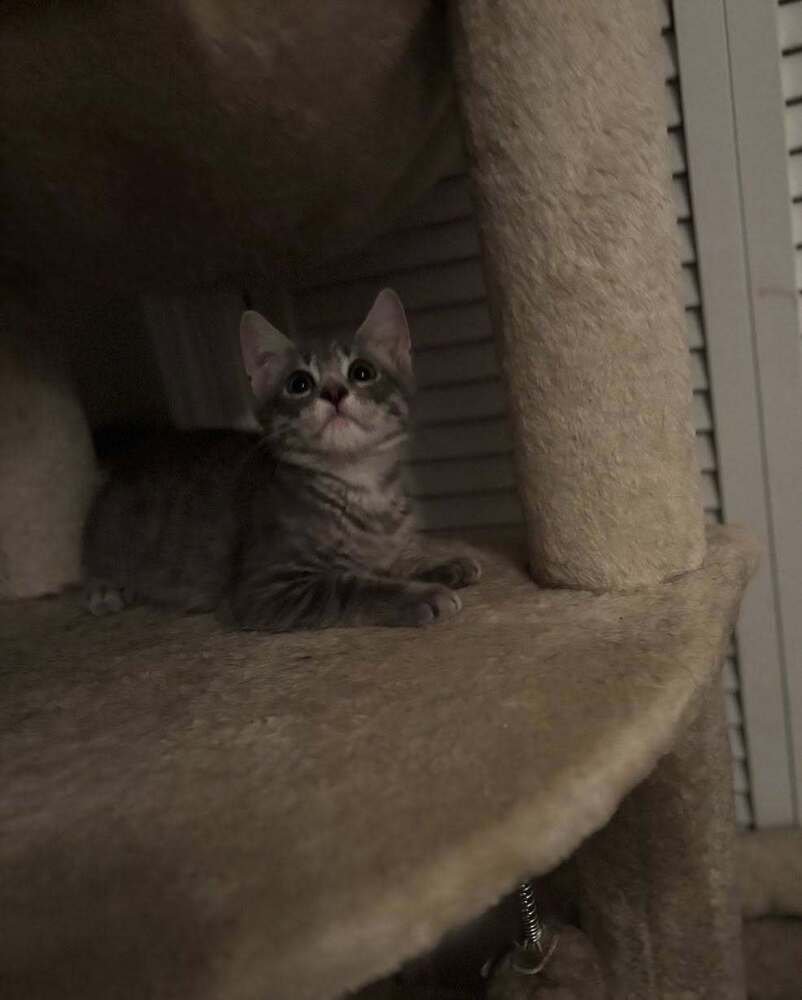 BRAD - Domestic Short Hair available for adoption