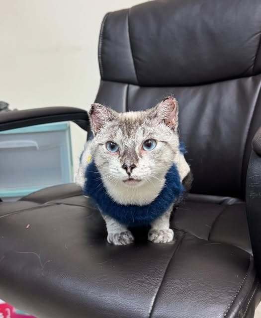 PRETZEL - Domestic Short Hair available for adoption