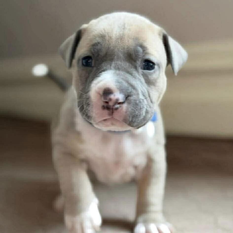 EMERSON (P) - Terrier available for adoption