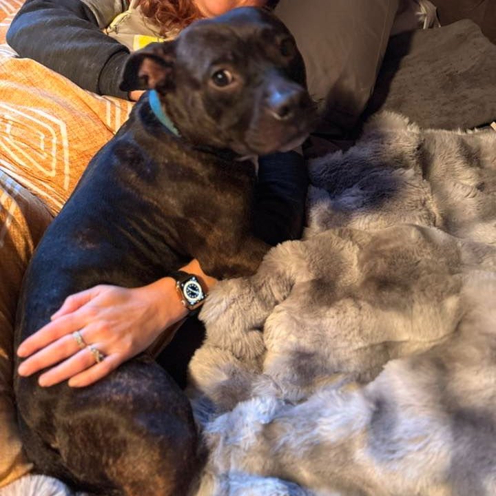 FERN - Terrier available for adoption