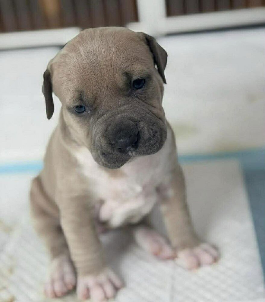 BRONTÃ« (P) - American Staffordshire Terrier / Terrier available for adoption