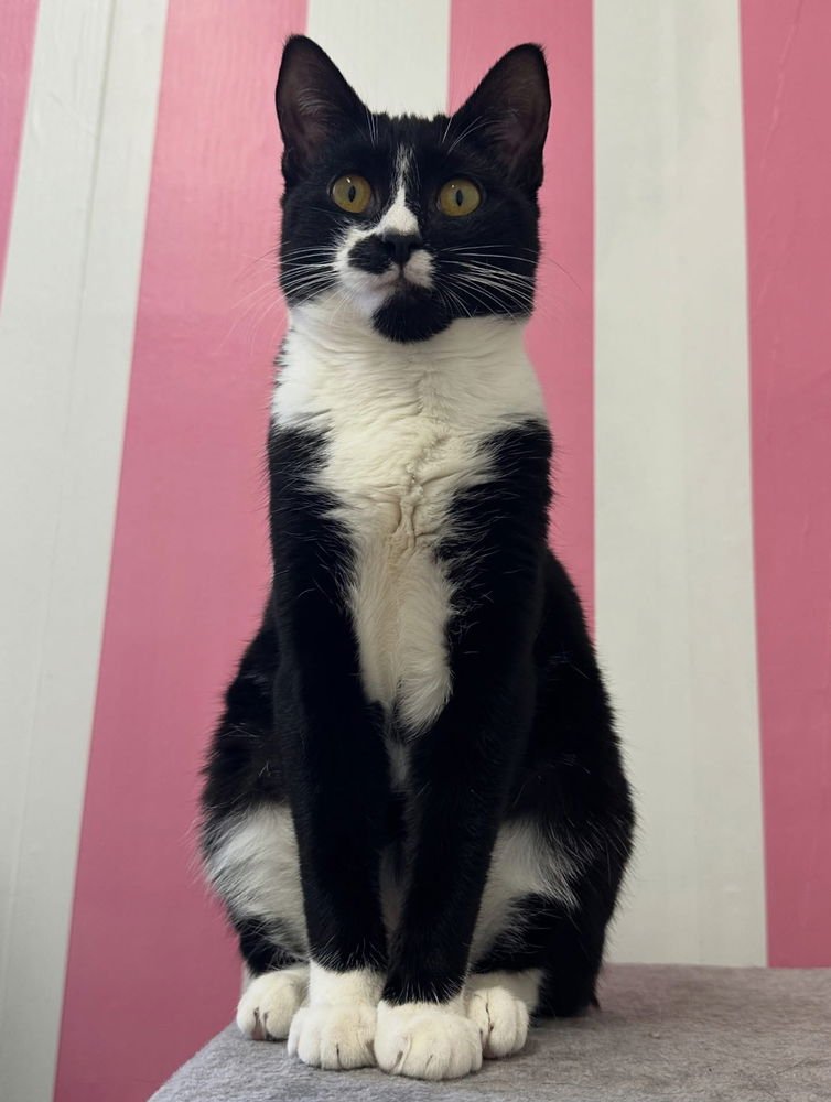 ANTONELLA - Domestic Short Hair available for adoption