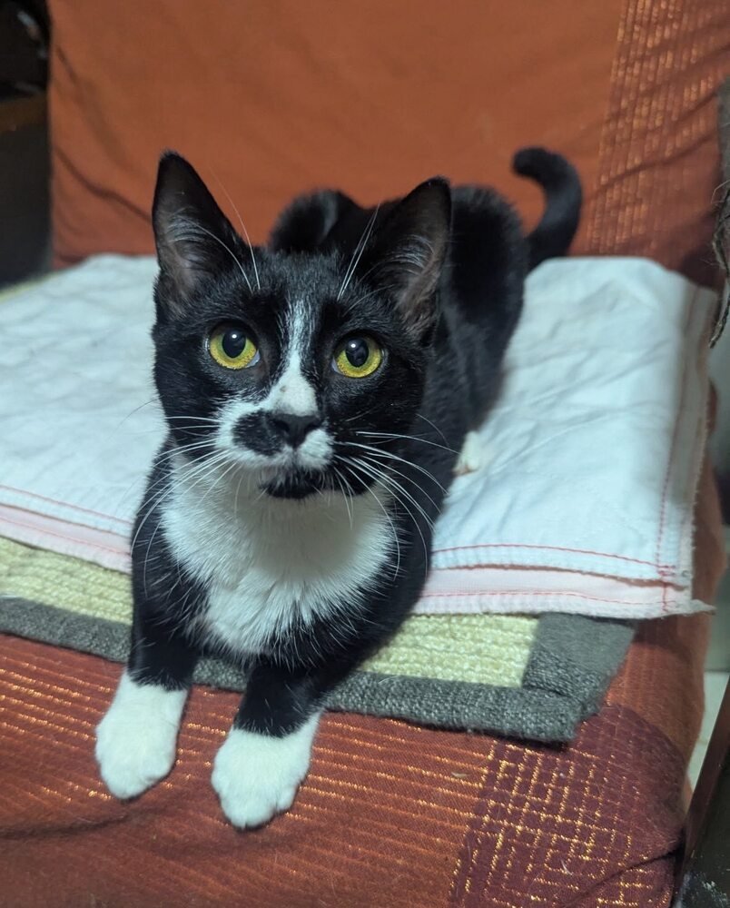 ANTONELLA - Domestic Short Hair available for adoption