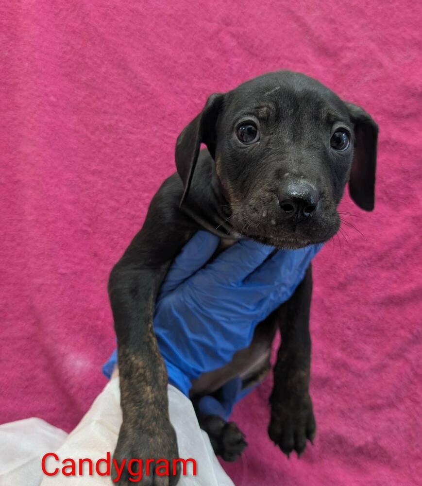 CANDYGRAM (P) - Terrier available for adoption