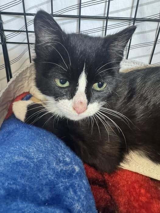 GERTY - Domestic Short Hair available for adoption