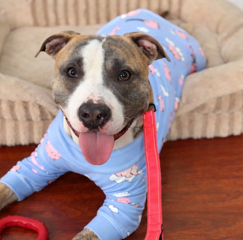 MACKO - American Staffordshire Terrier / Terrier available for adoption