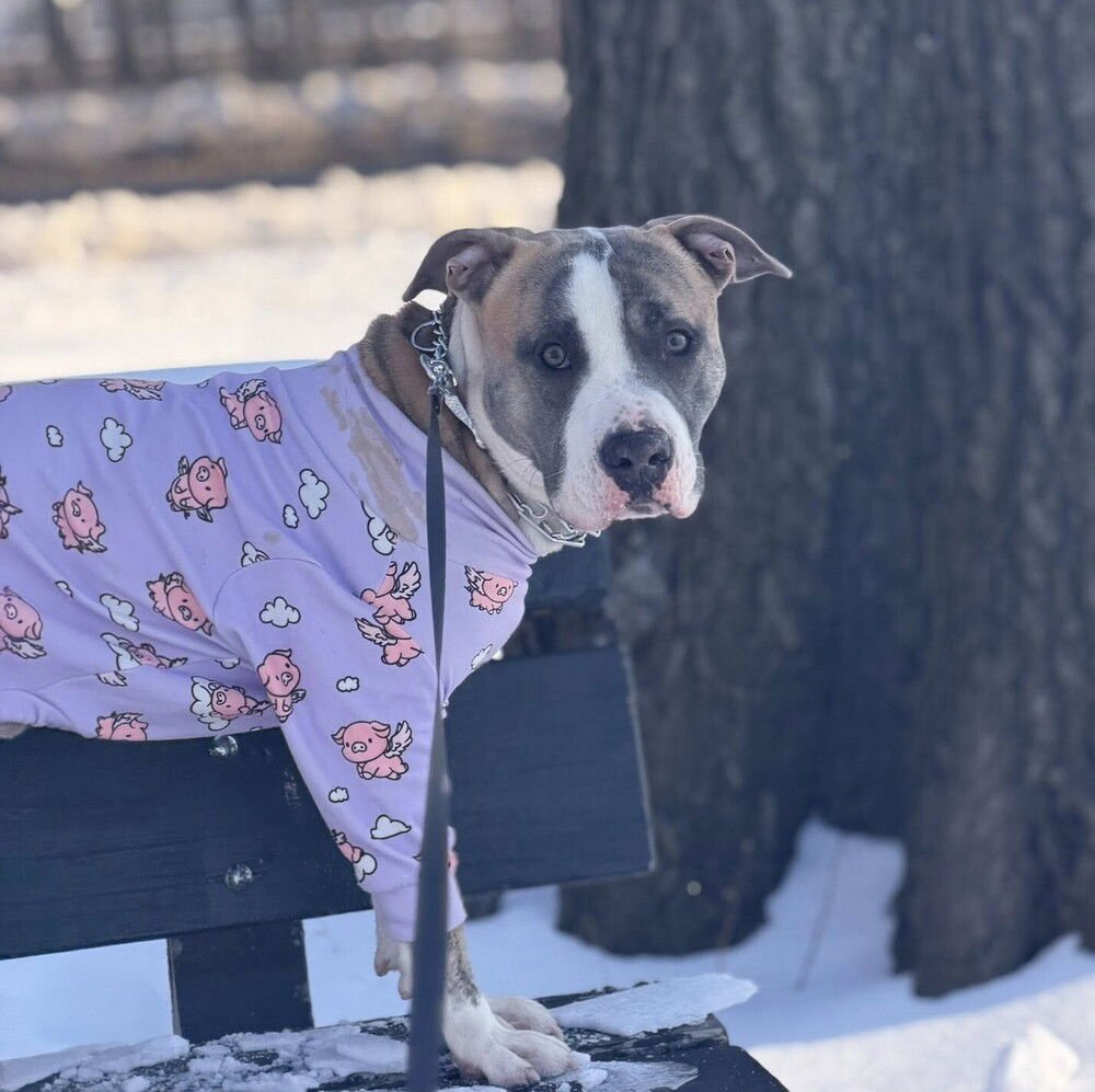 MACKO - American Staffordshire Terrier / Terrier available for adoption