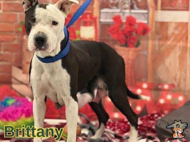 BRITTANY - American Staffordshire Terrier / Terrier available for adoption