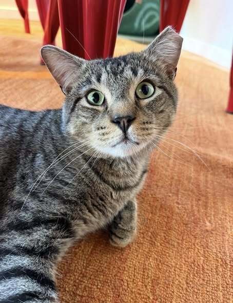 BUDDY - Domestic Short Hair available for adoption