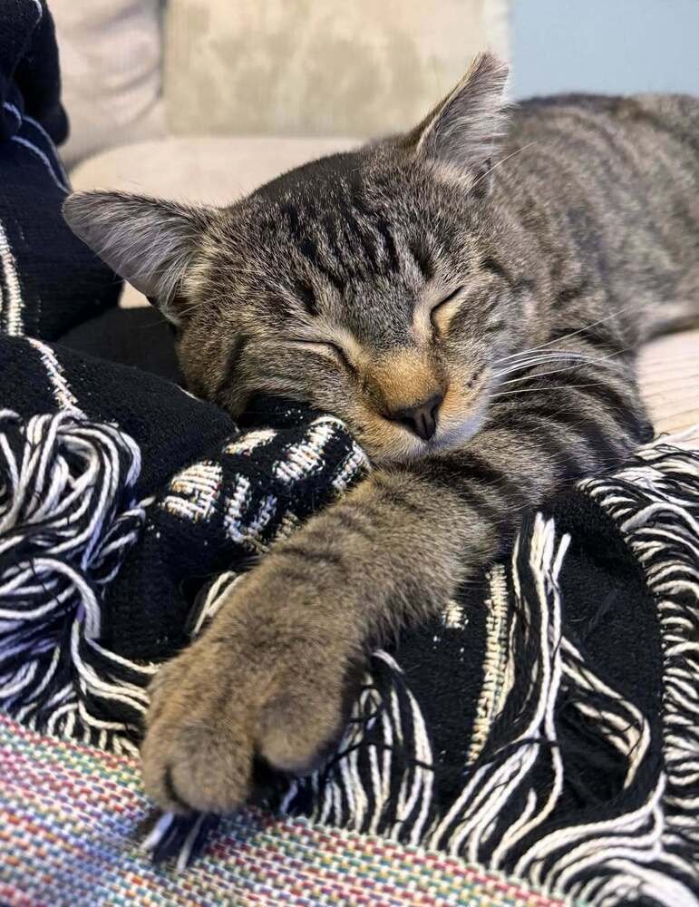 BUDDY - Domestic Short Hair available for adoption