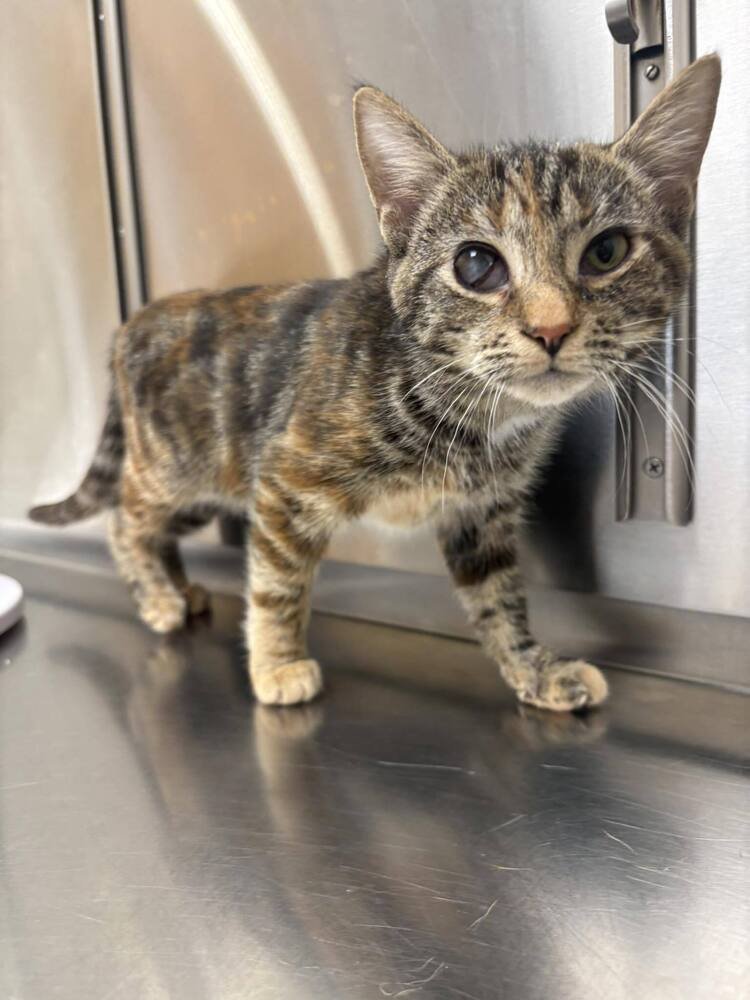 CINNAMON - Domestic Short Hair available for adoption