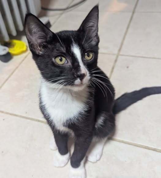 ZACK - Domestic Short Hair available for adoption