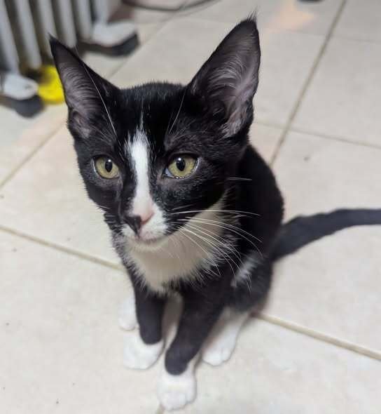 ZACK - Domestic Short Hair available for adoption