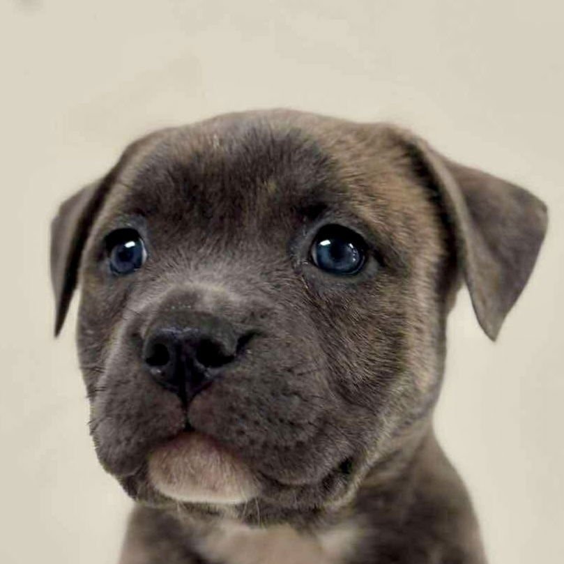 LOU LOU WHO (P) - Terrier available for adoption