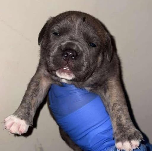 LOU LOU WHO (P) - Terrier available for adoption