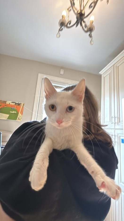 MIA - Domestic Short Hair available for adoption