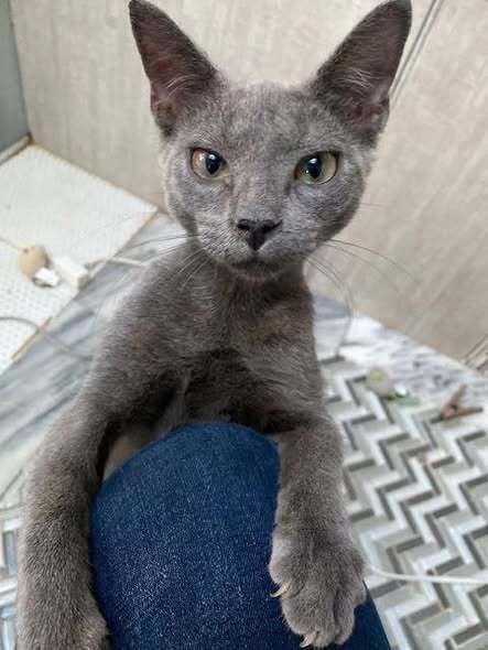 OSCAR - Domestic Short Hair available for adoption