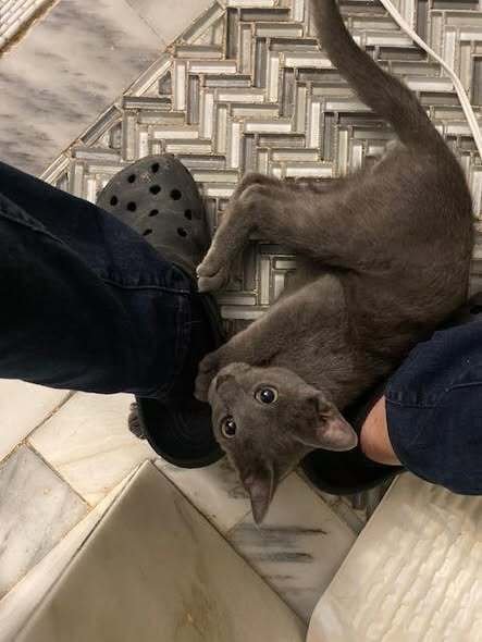 OSCAR - Domestic Short Hair available for adoption