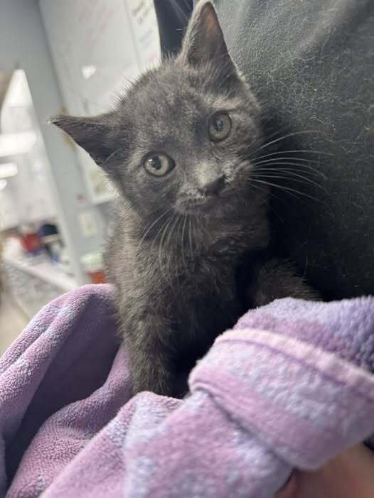 PANCHO - Domestic Short Hair available for adoption