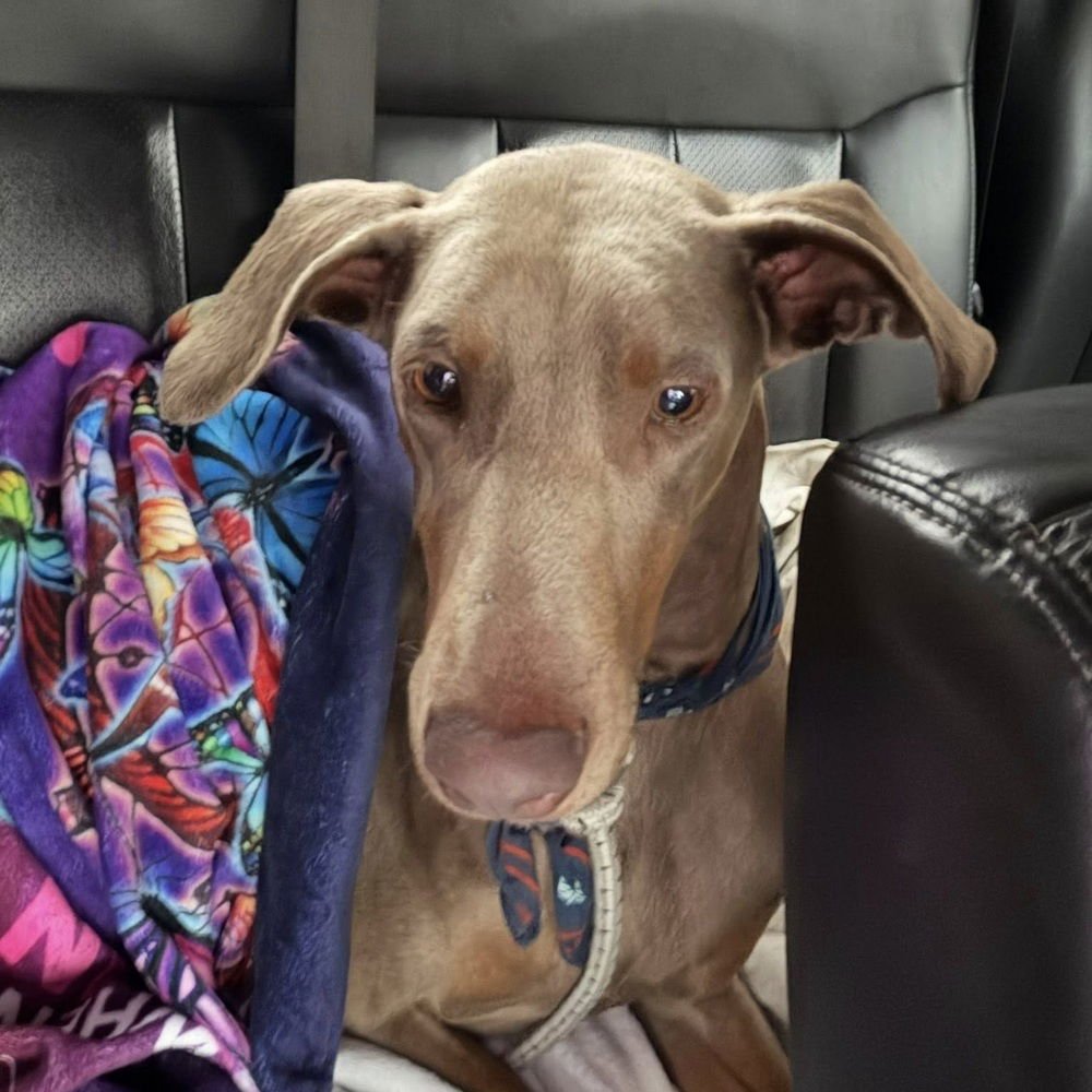 ZINNIA - Terrier available for adoption