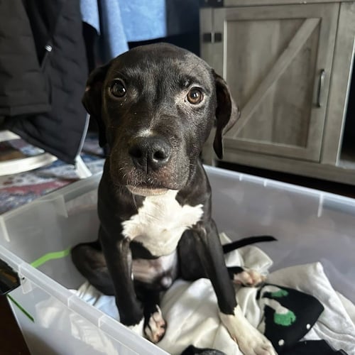 LOKI (P) - Terrier available for adoption