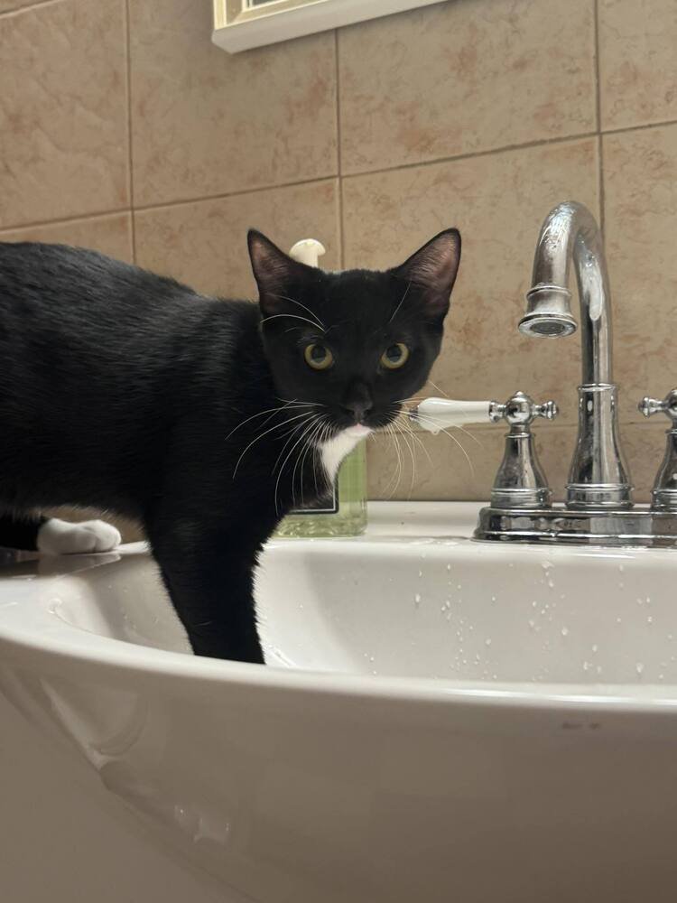 PLUM - Domestic Short Hair available for adoption