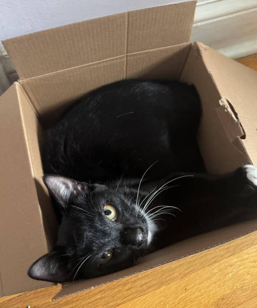 PLUM - Domestic Short Hair available for adoption