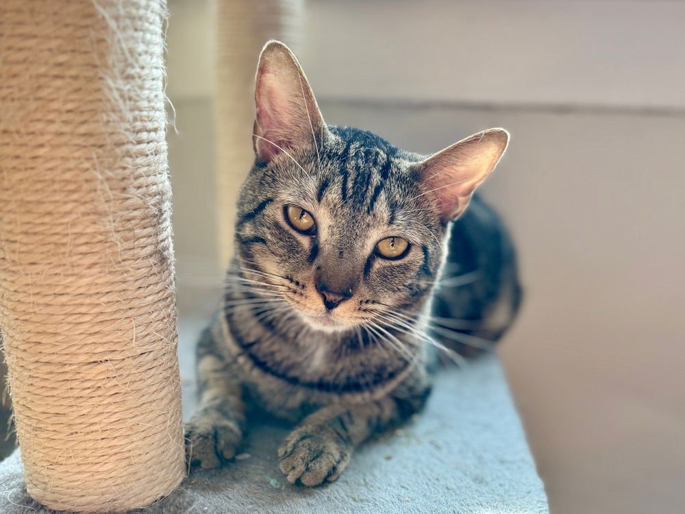 LUKE - Domestic Short Hair available for adoption