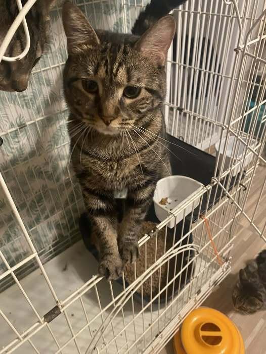 LUKE - Domestic Short Hair available for adoption