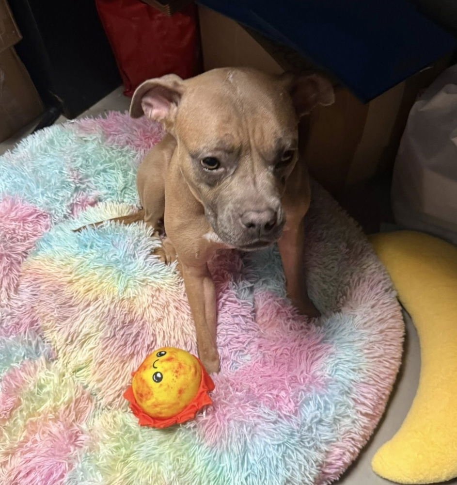 ENYA ROMA - Terrier available for adoption