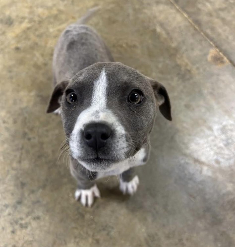 KALI (P) - Terrier available for adoption