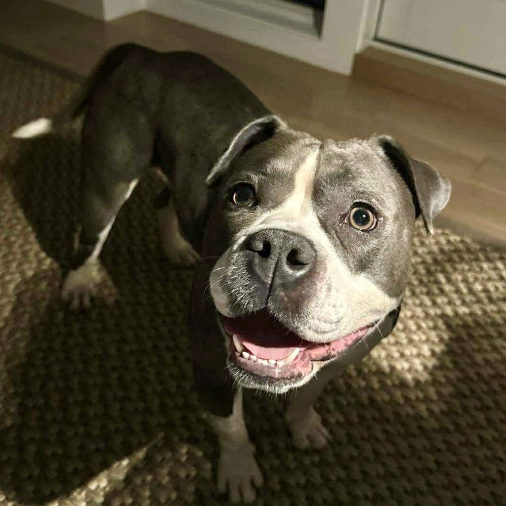 DOLLY PAWTON - Terrier available for adoption