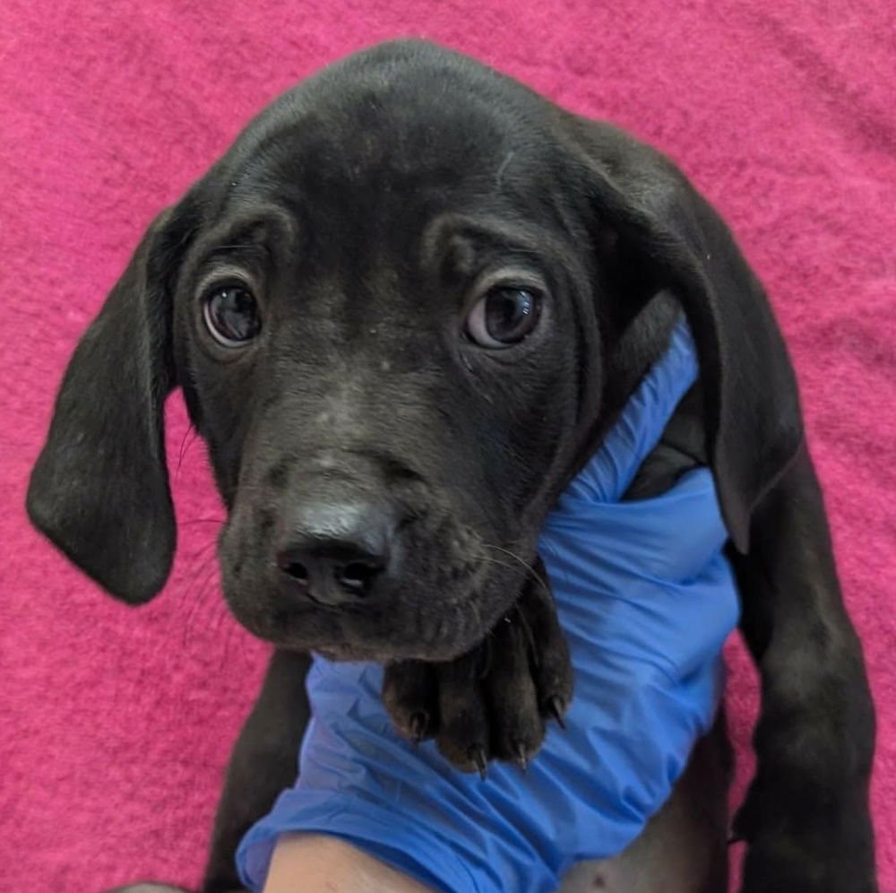 LOLLIPOP LETTER (P) - Terrier available for adoption