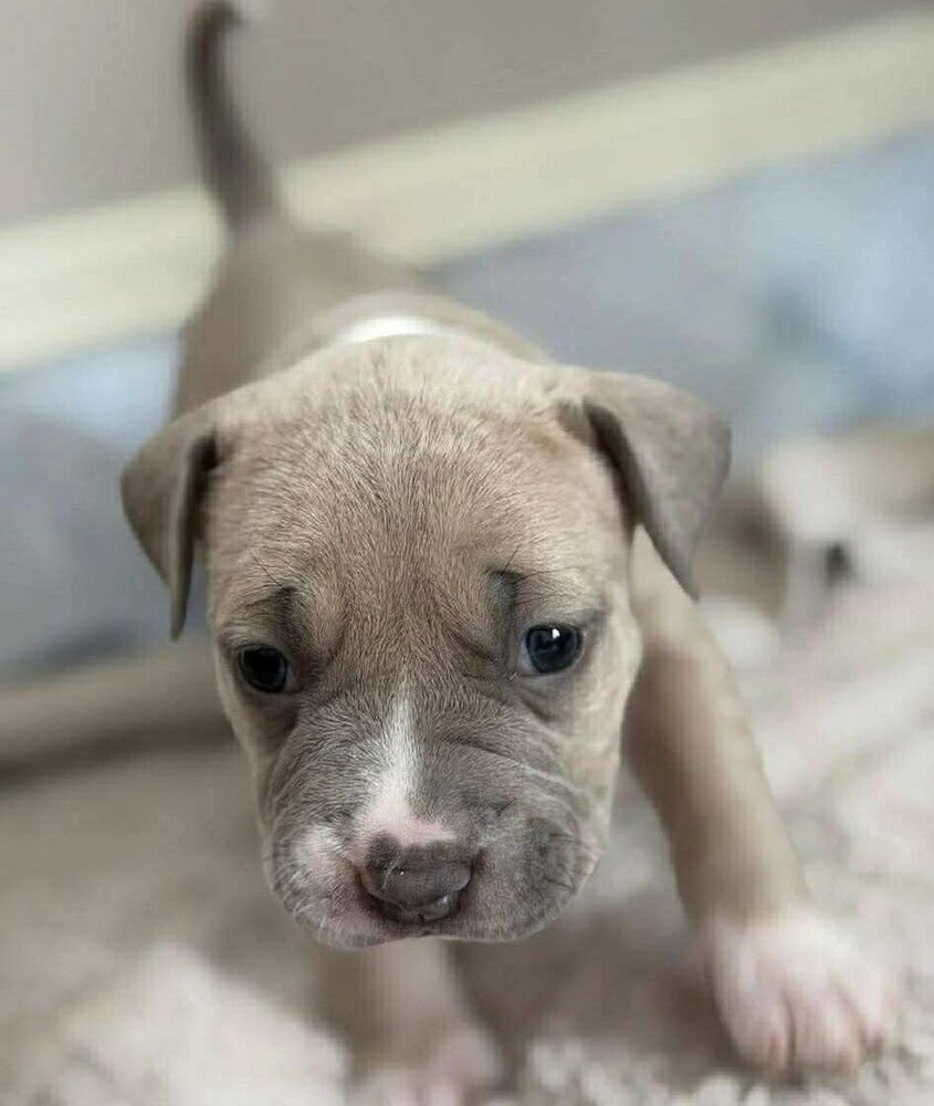 AUSTEN (P) - American Staffordshire Terrier / Terrier available for adoption